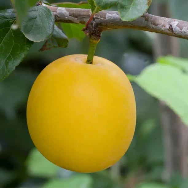 Golden Sphere Mirabelle Trees (Prunus insitita Mirabelle Golden Sphere) 1